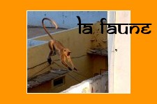 La faune en Inde
