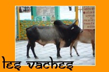 Les vaches en Inde