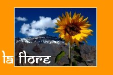 La flore de l'Inde
